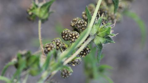 L’ambroisie à feuilles d’armoise est une plante exotique envahissante toxique. Ici, détail pollen et fleur. © FREDON Bretagne